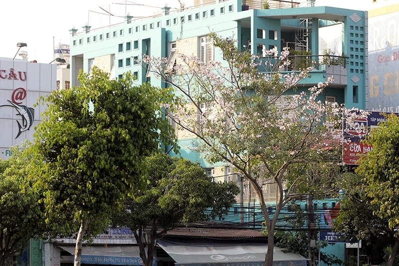 Hoa kèn hồng trên phố Sài Gòn ảnh 8